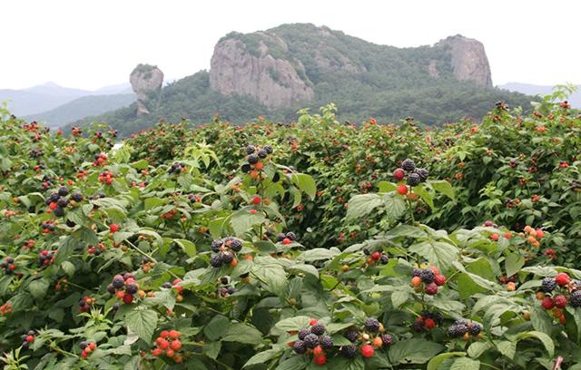 覆盘子最新价格趋势与市场深度解析